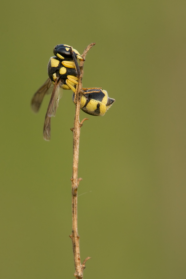 Halictus o Lasioglossum, Eumenes,  Leucospis cfr brevicauda